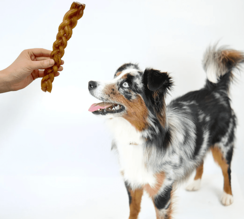 braided-tendon-with-dog