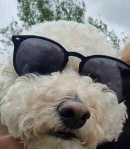 dog-wearing-sunglasses